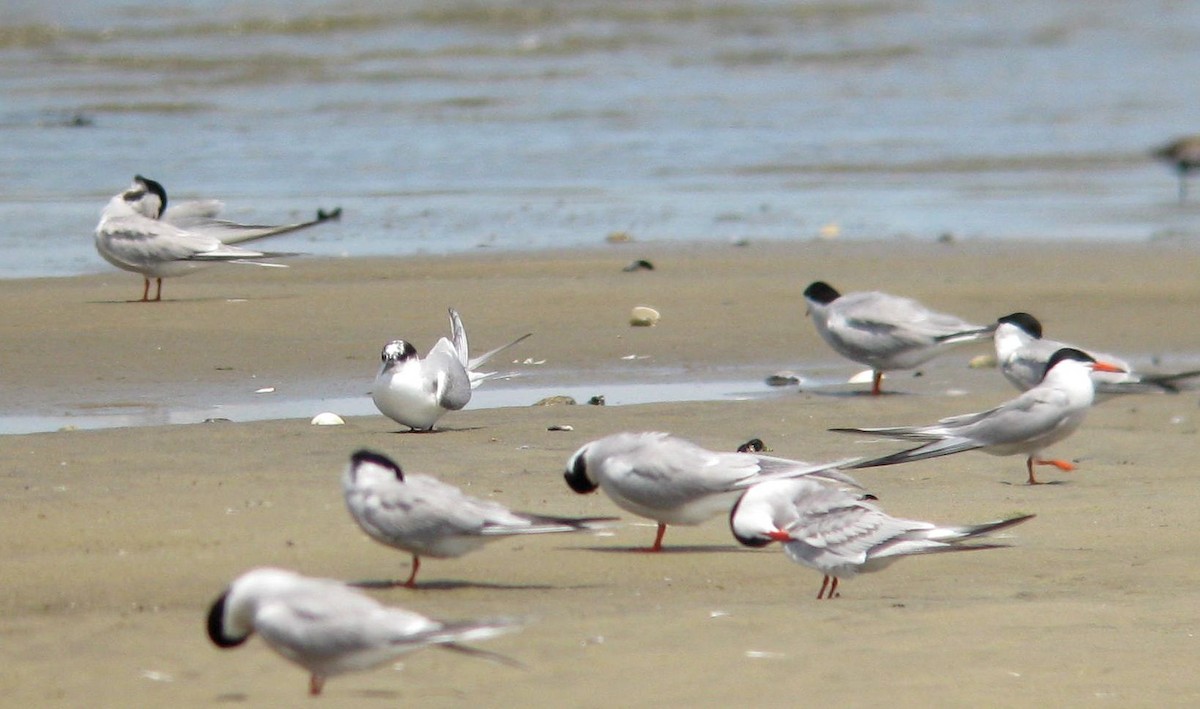 Arctic Tern - ML459670601