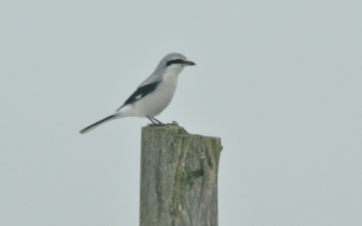 Northern Shrike - ML45967341