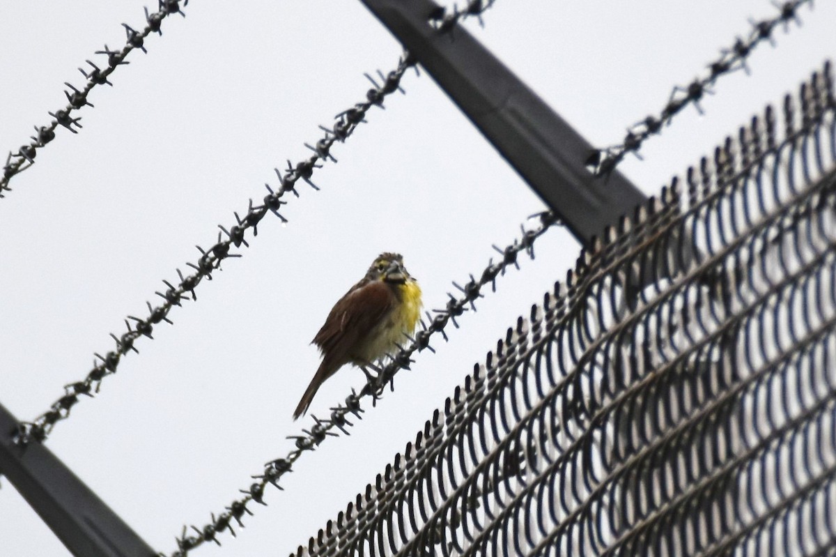 Dickcissel - ML459673421