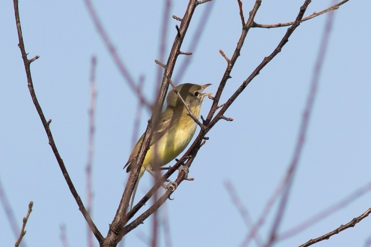 Bell's Vireo - Kris Perlberg