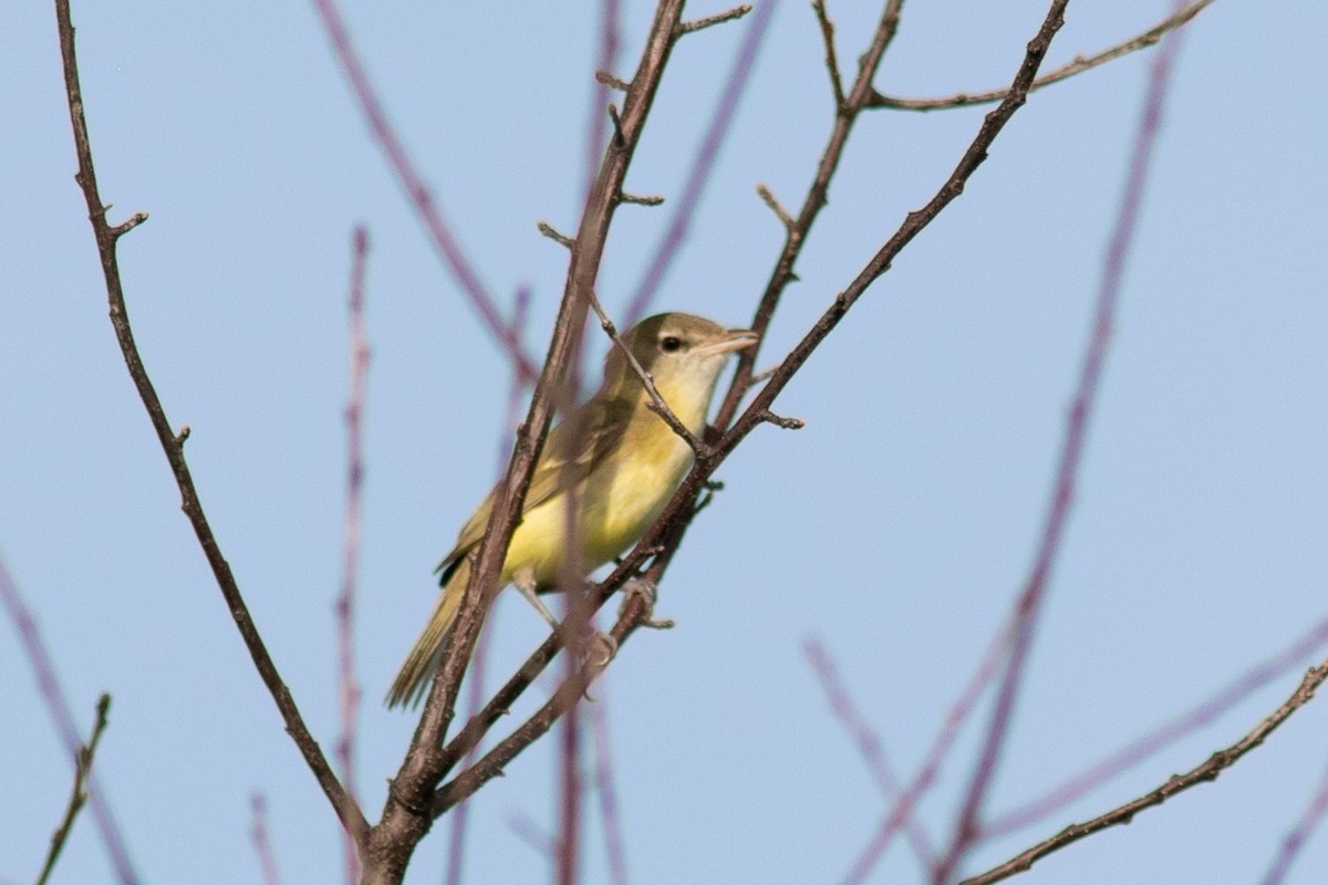 Vireo de Bell - ML459673441