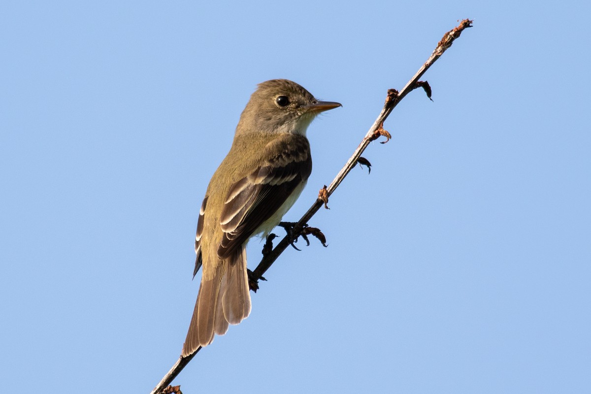 Willow Flycatcher - Kris Perlberg