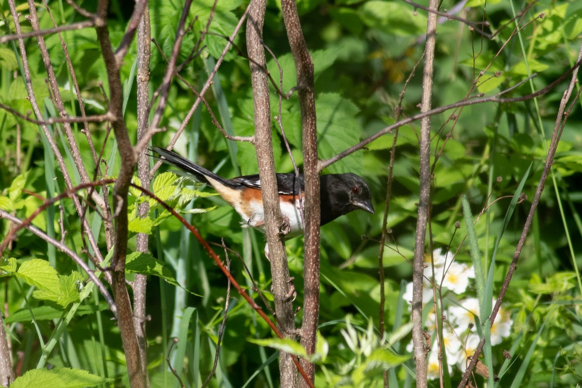 Eastern Towhee - Kris Perlberg