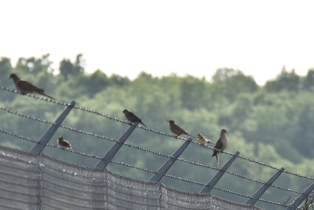 Dickcissel - ML459673801