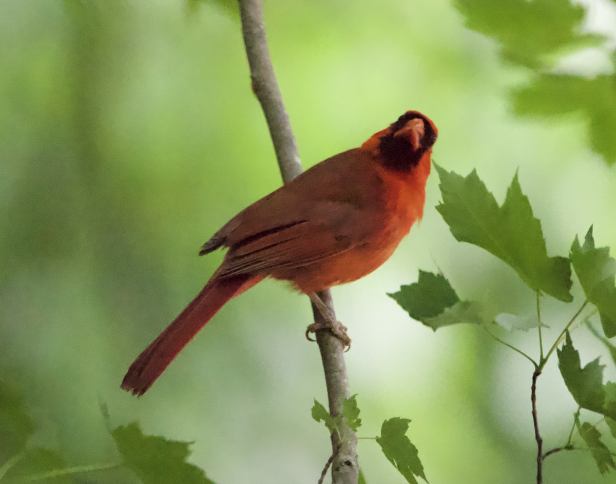 Northern Cardinal - ML459673951