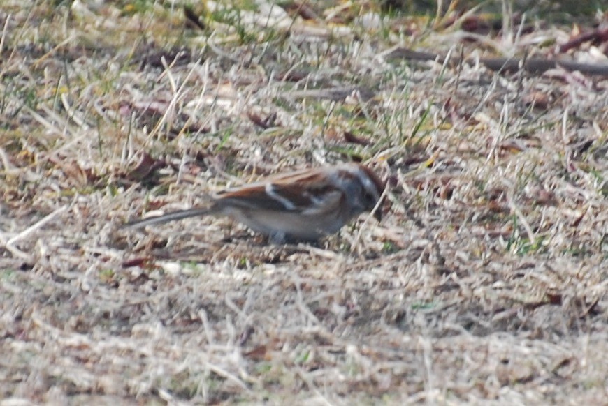 American Tree Sparrow - ML45967401