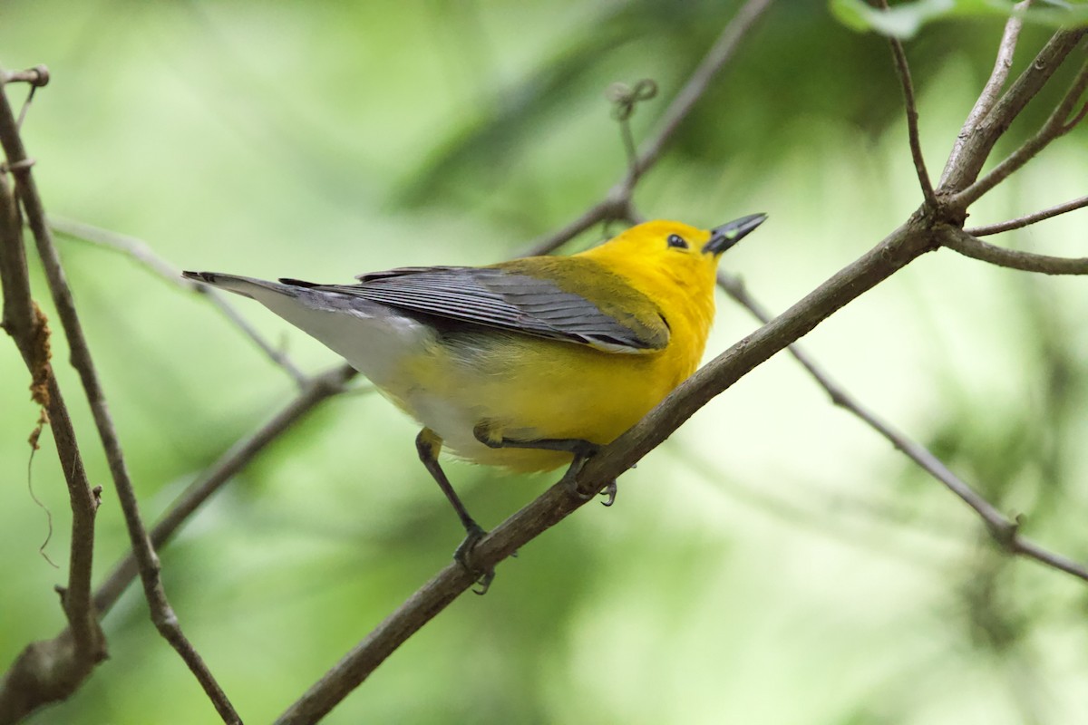Prothonotary Warbler - ML459674081