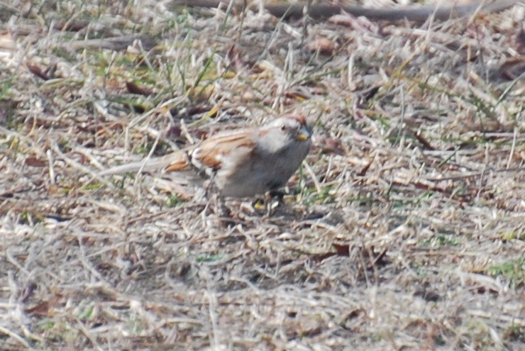 American Tree Sparrow - ML45967411