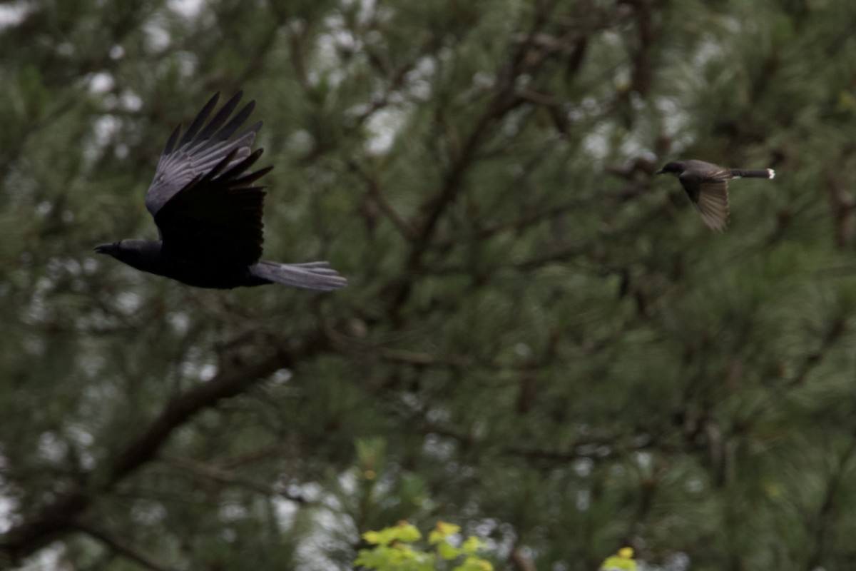 Eastern Kingbird - ML459674241