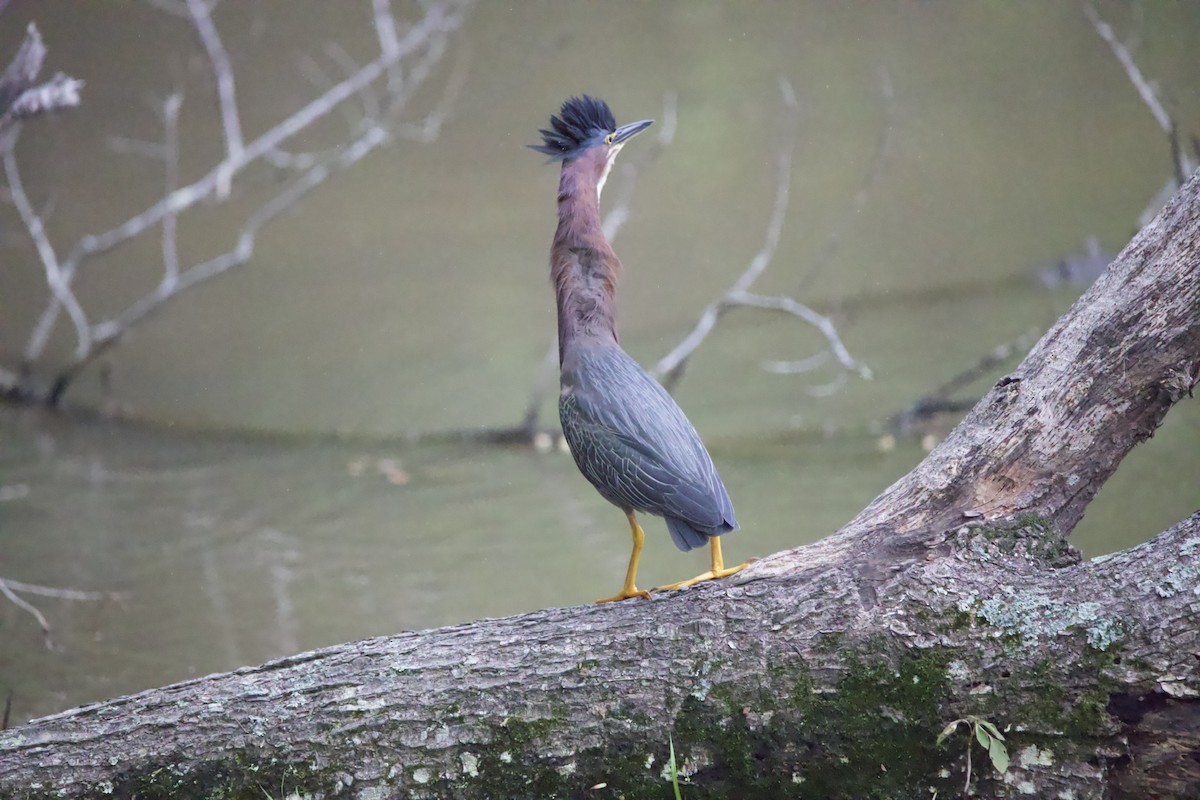 Green Heron - ML459674641