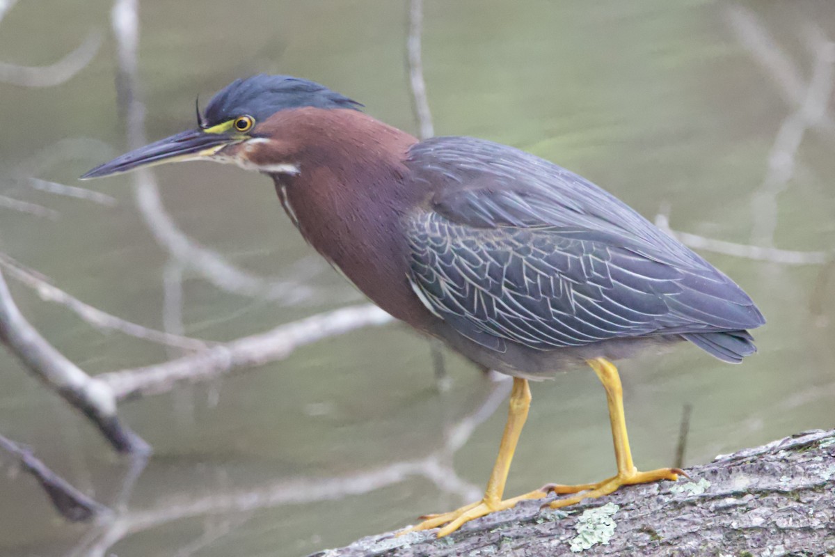 Green Heron - ML459674651