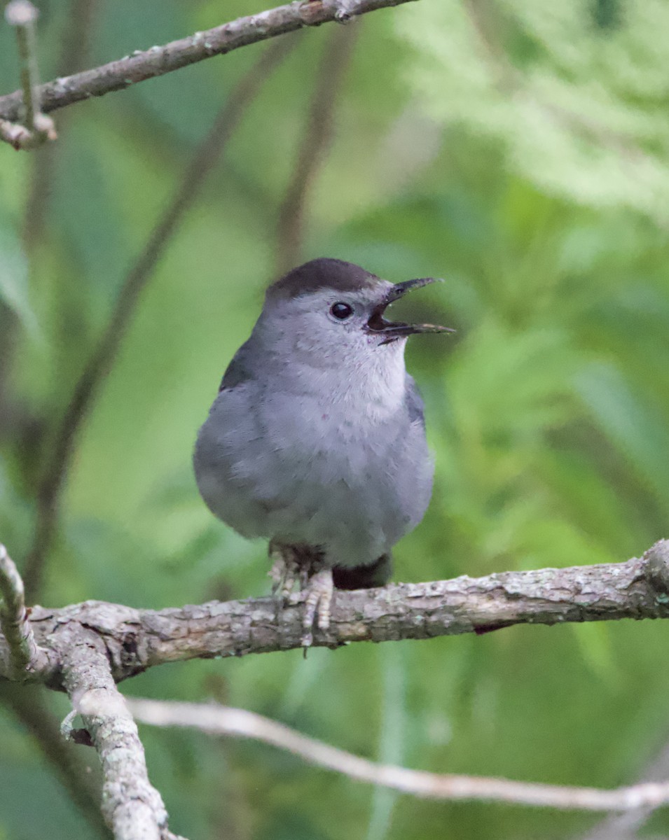 Gray Catbird - ML459674771