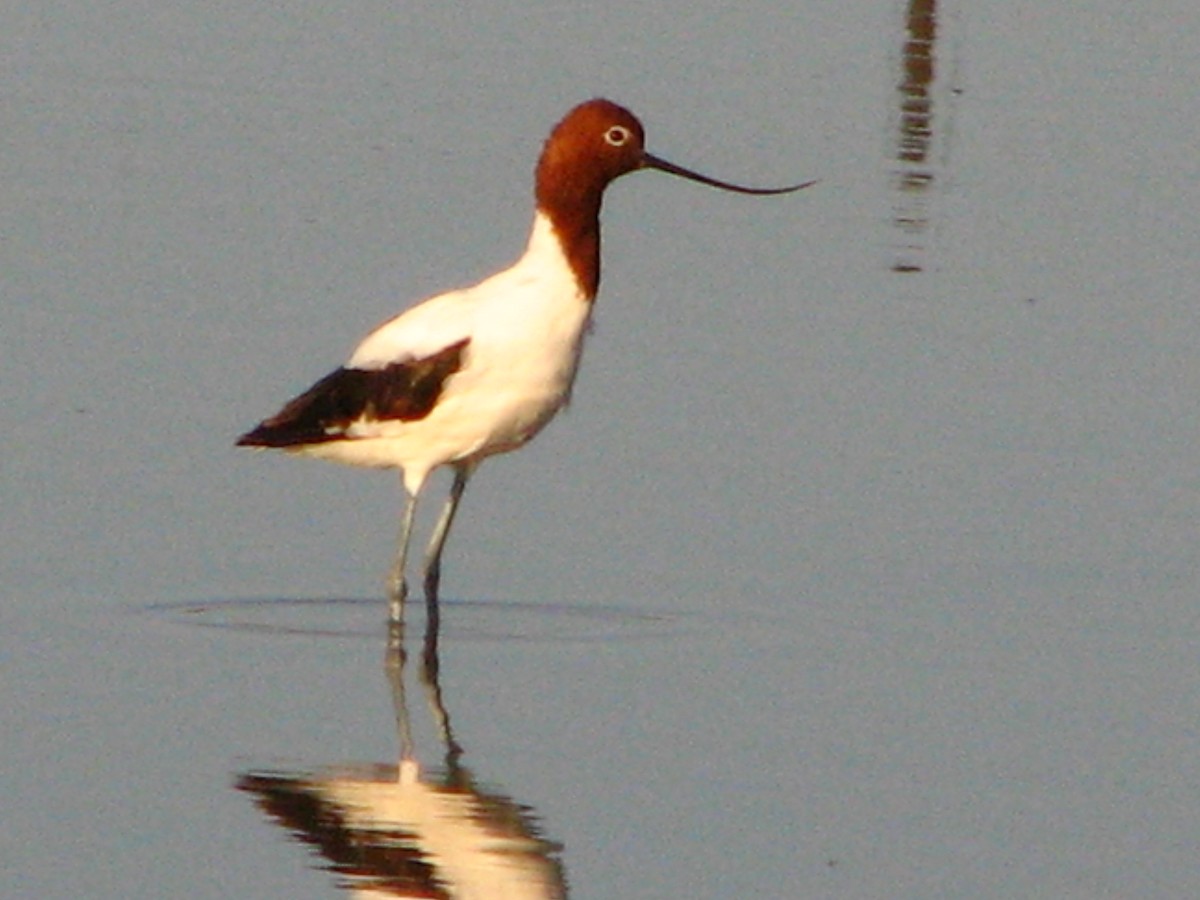 Red-necked Avocet - Chris Chafer