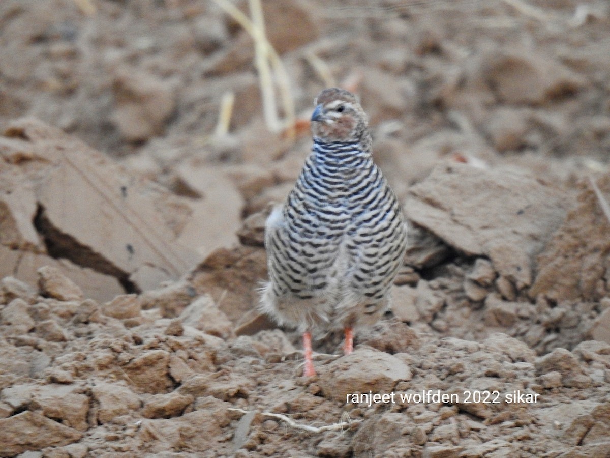 Rock Bush-Quail - ML459674931