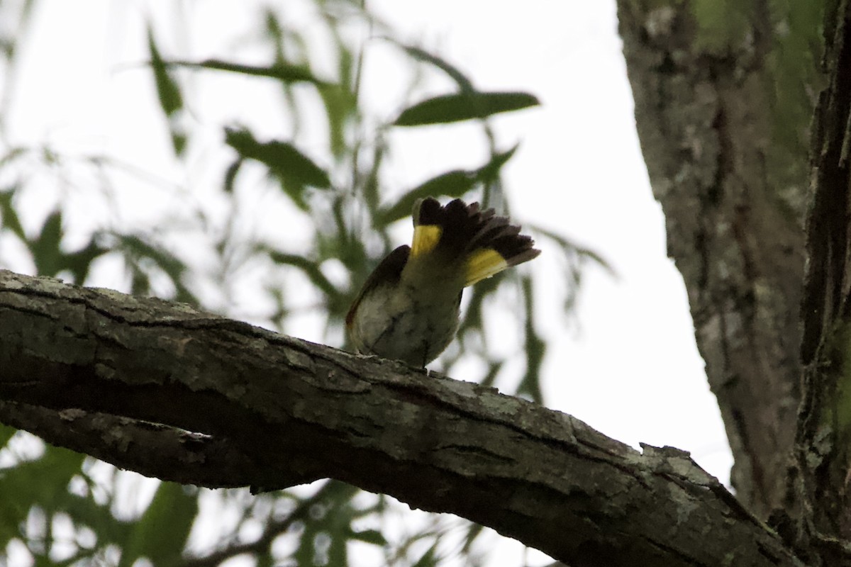 American Redstart - ML459675001