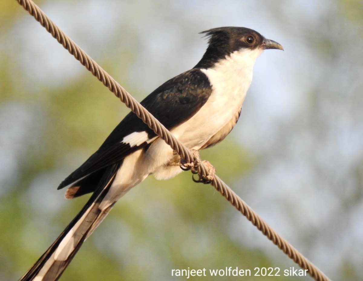 Pied Cuckoo - Ranjeet Singh