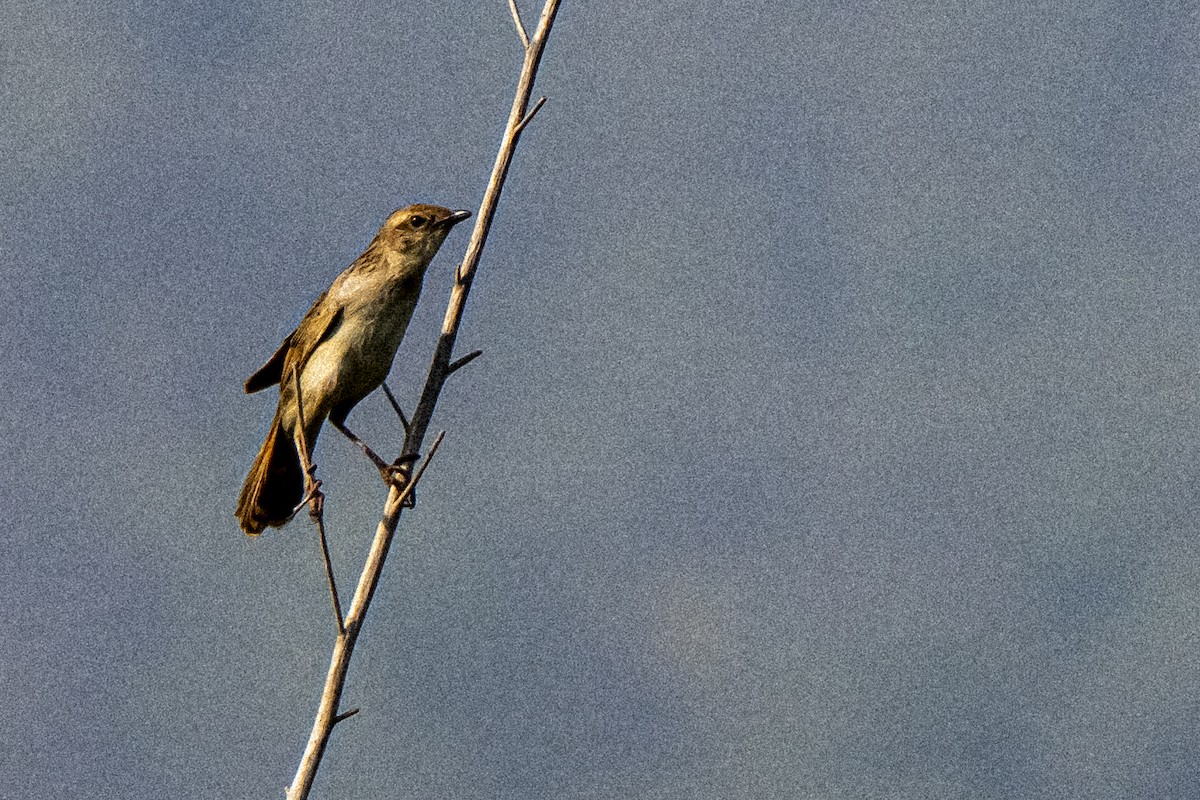 Bristled Grassbird - Dr.  Nahid Laliwala