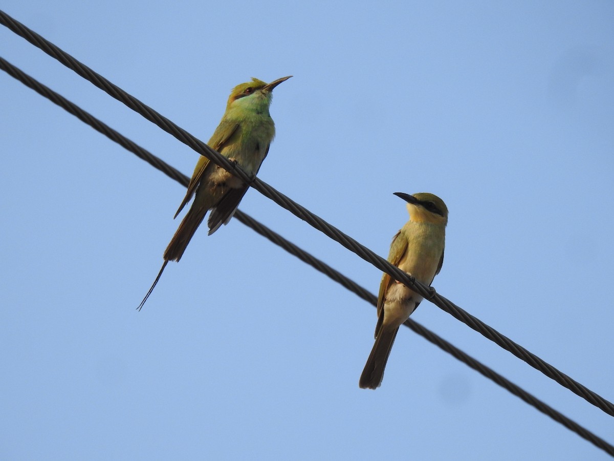 Asian Green Bee-eater - ML459675361