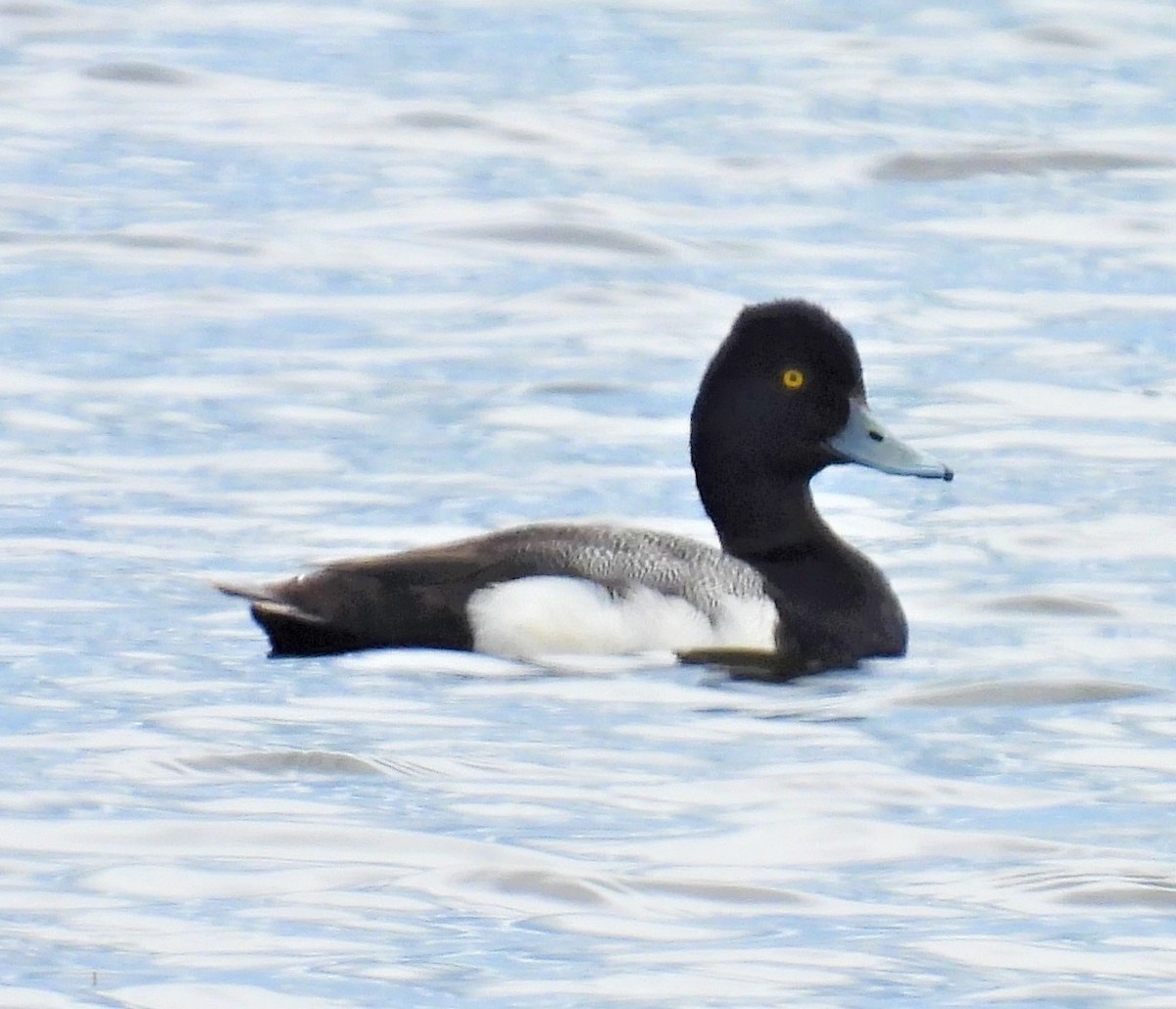 Lesser Scaup - ML459675441