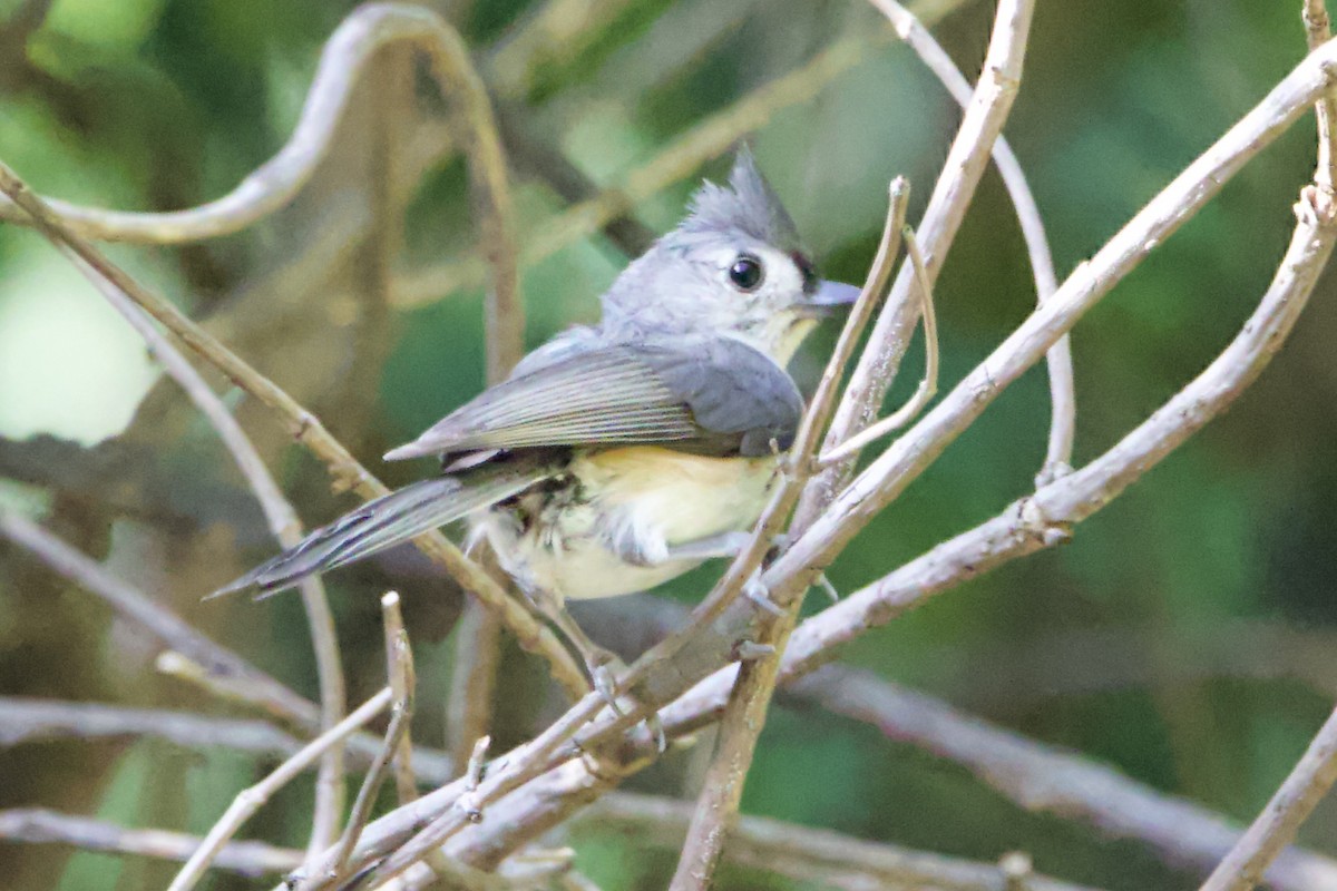 Tufted Titmouse - Adam Prince