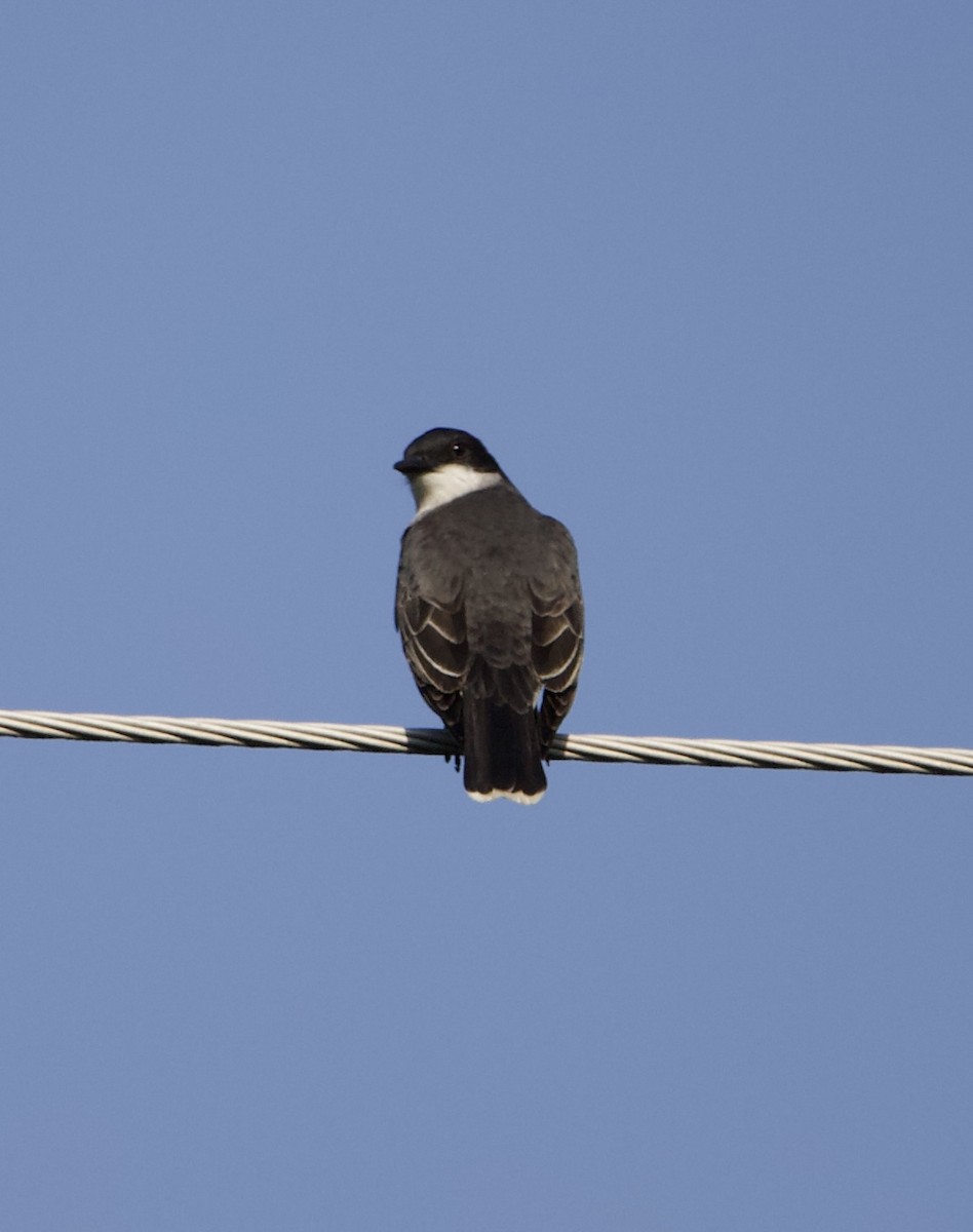 Eastern Kingbird - ML459675501