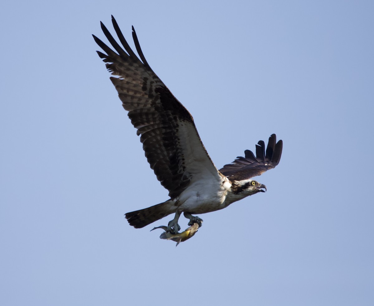 Osprey - ML459676241