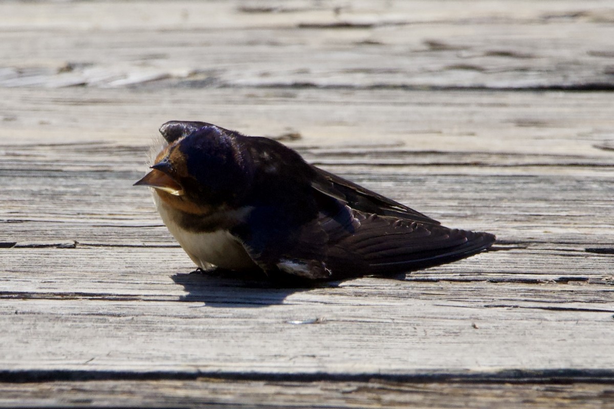 Barn Swallow - ML459676391