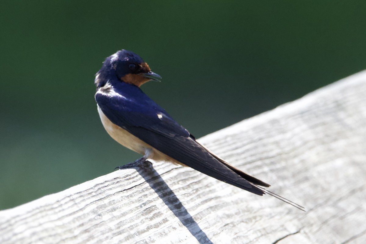 Barn Swallow - ML459676401