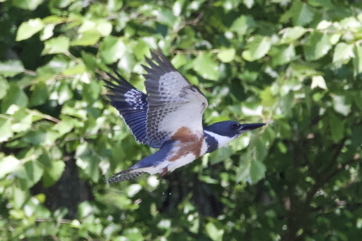 Belted Kingfisher - Adam Prince