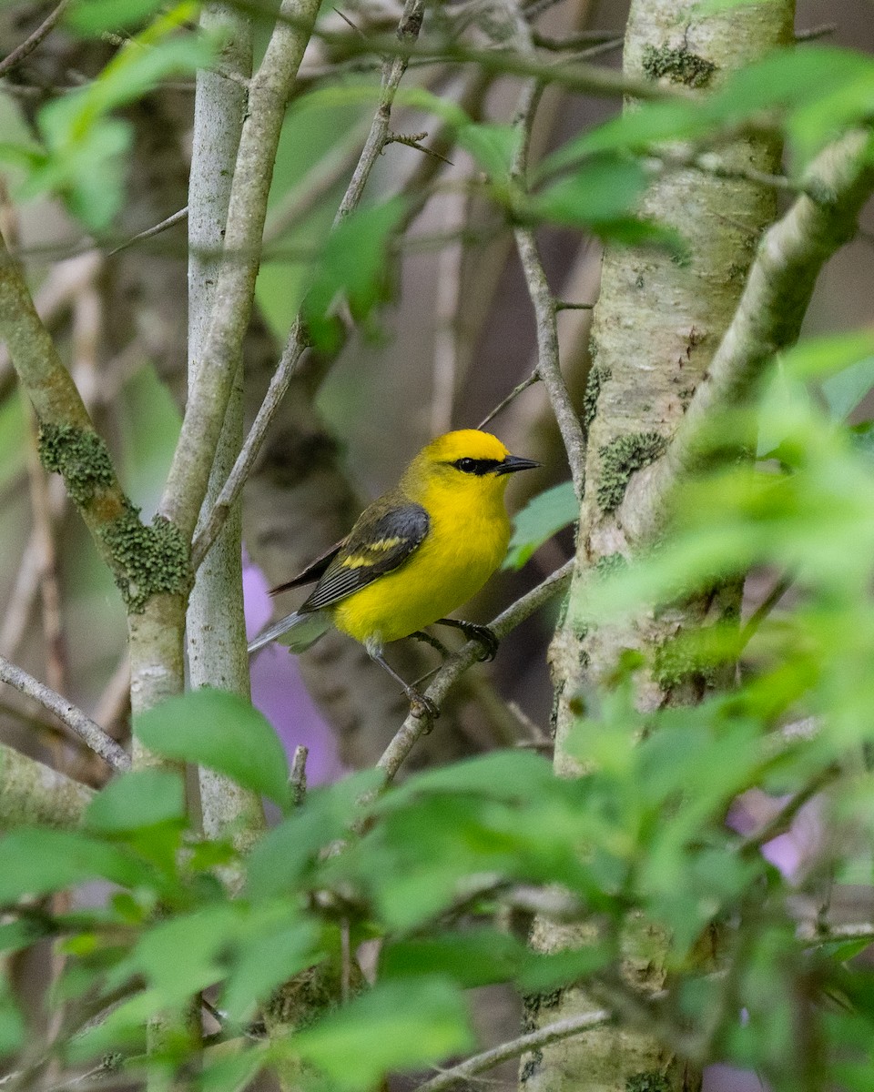 gullvingeparula x blåvingeparula (hybrid) - ML459677881