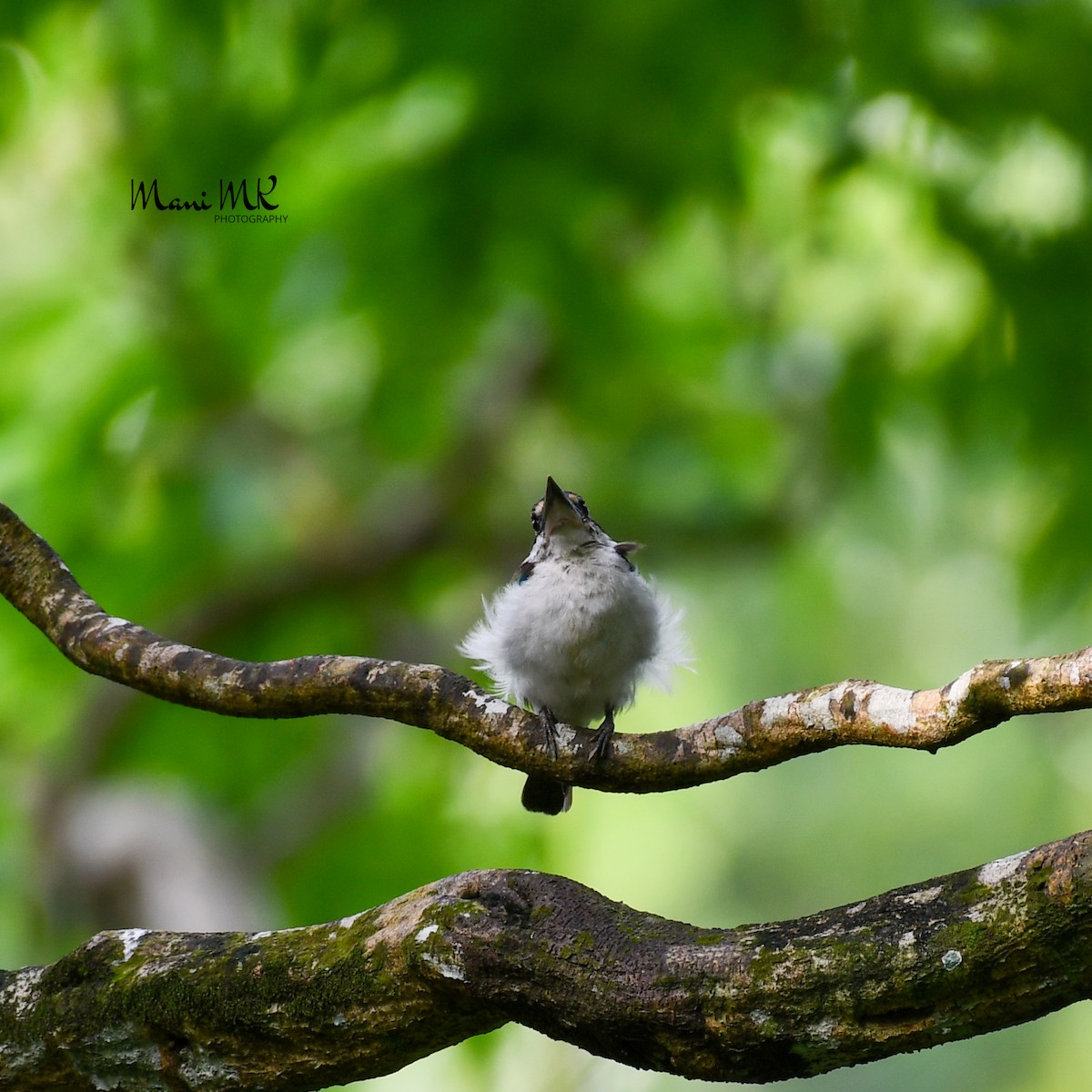 Collared Kingfisher - ML459678091