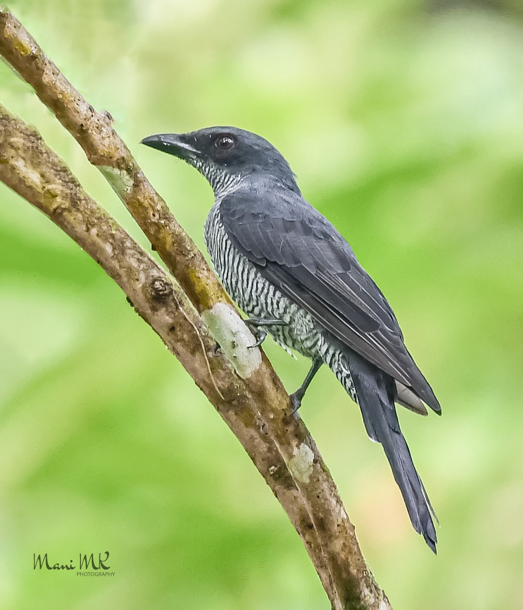 Andaman Cuckooshrike - ML459678521