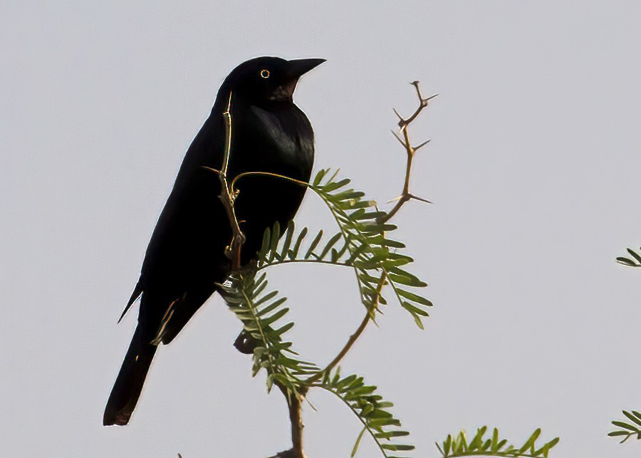 Brewer's Blackbird - ML459679051