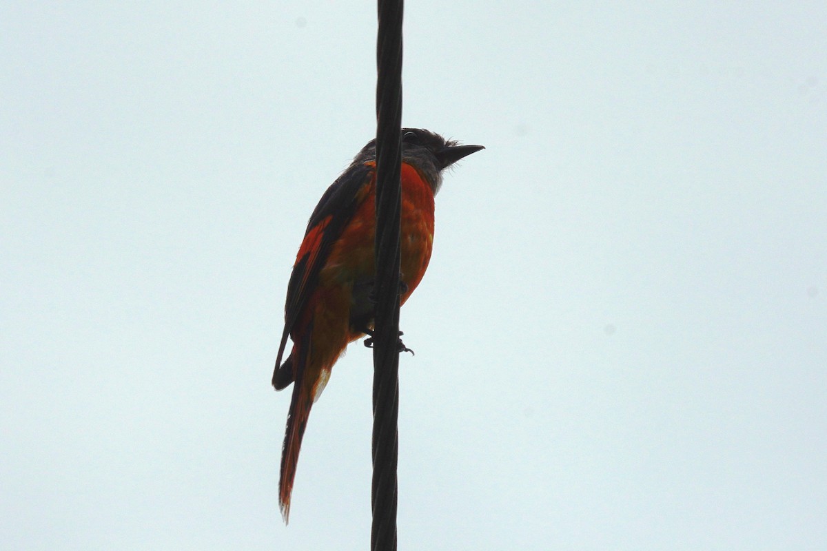 Gray-chinned Minivet - ML459679101