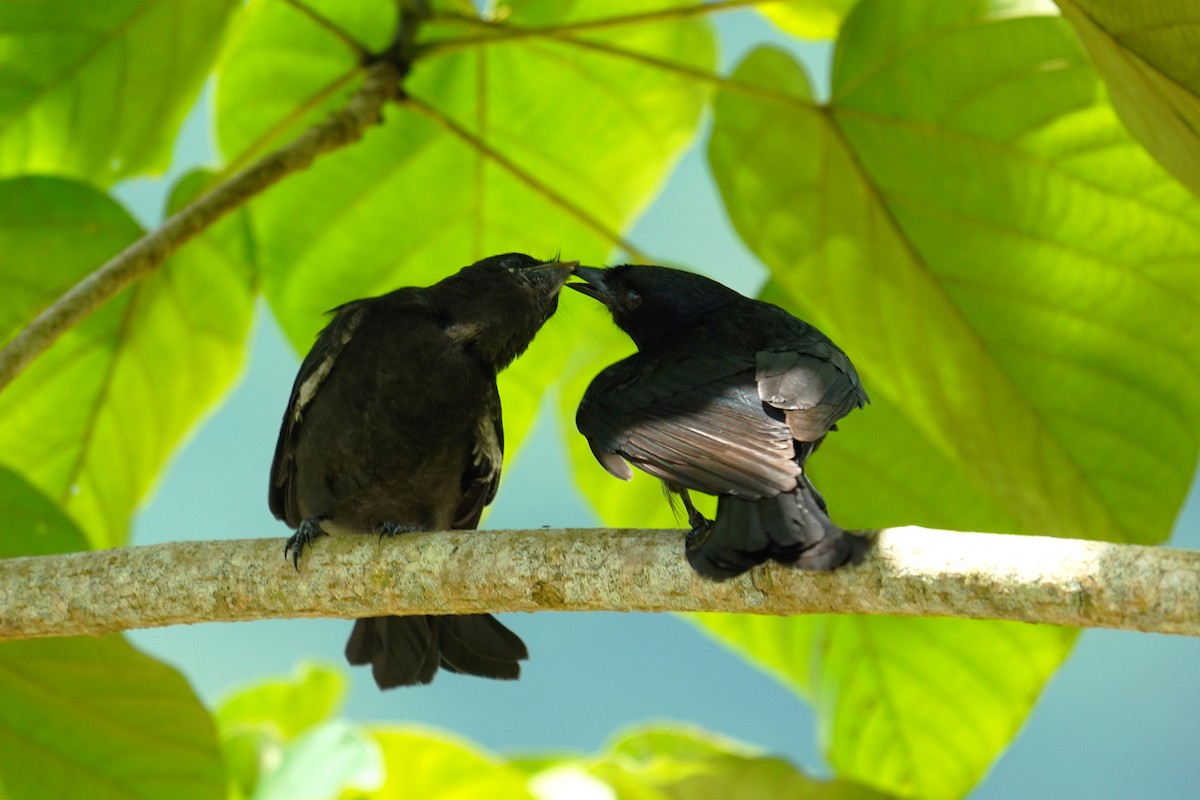 Black Drongo - ML459679151