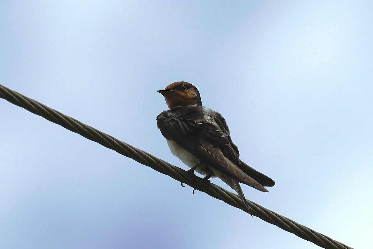 Pacific Swallow - ML459679251