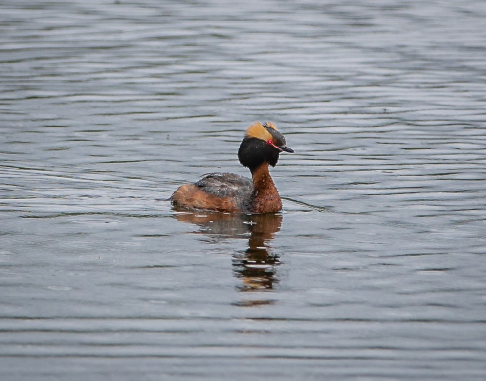 Horned Grebe - bj worth