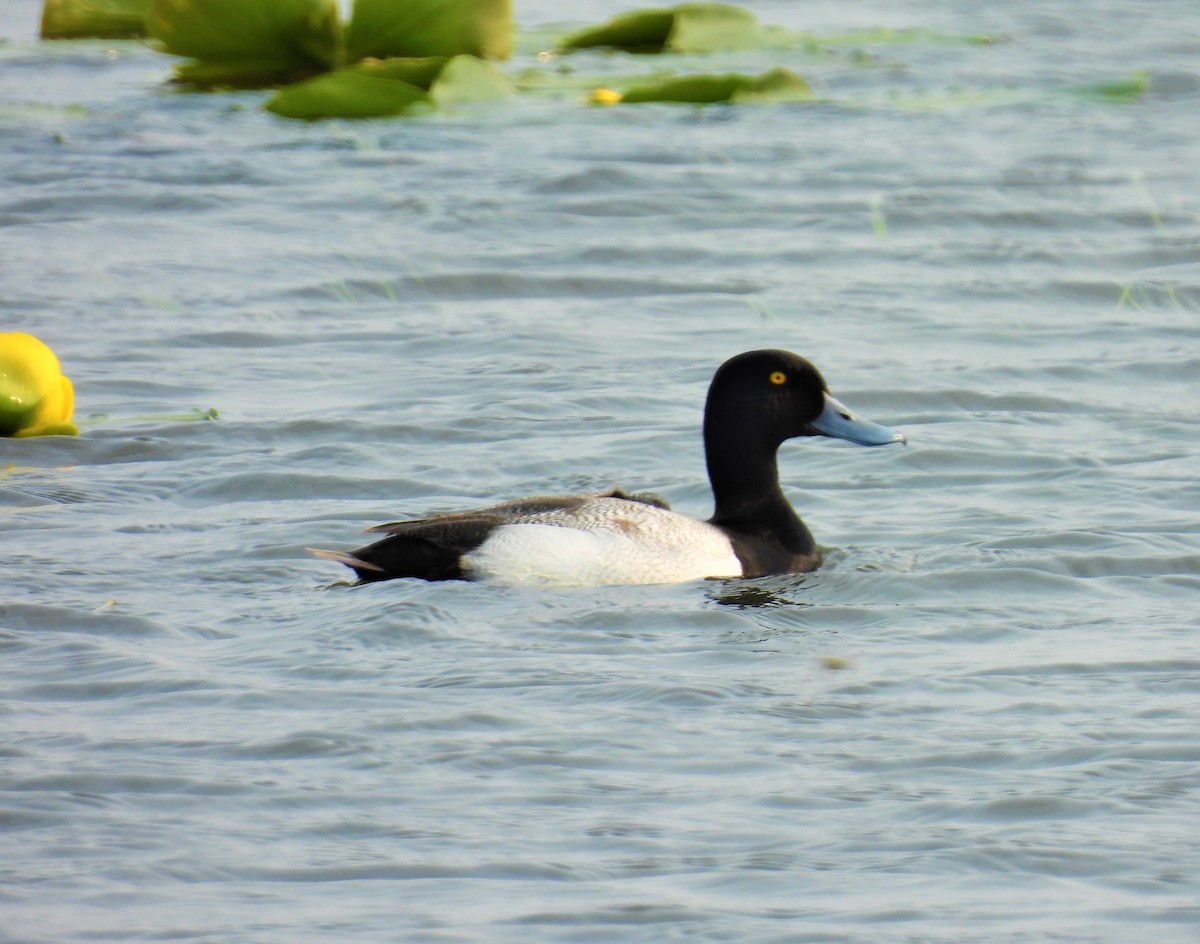 Greater Scaup - ML459680491