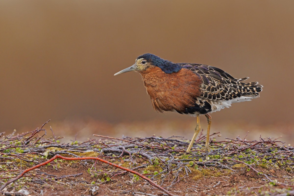 Ruff - Marco Valentini