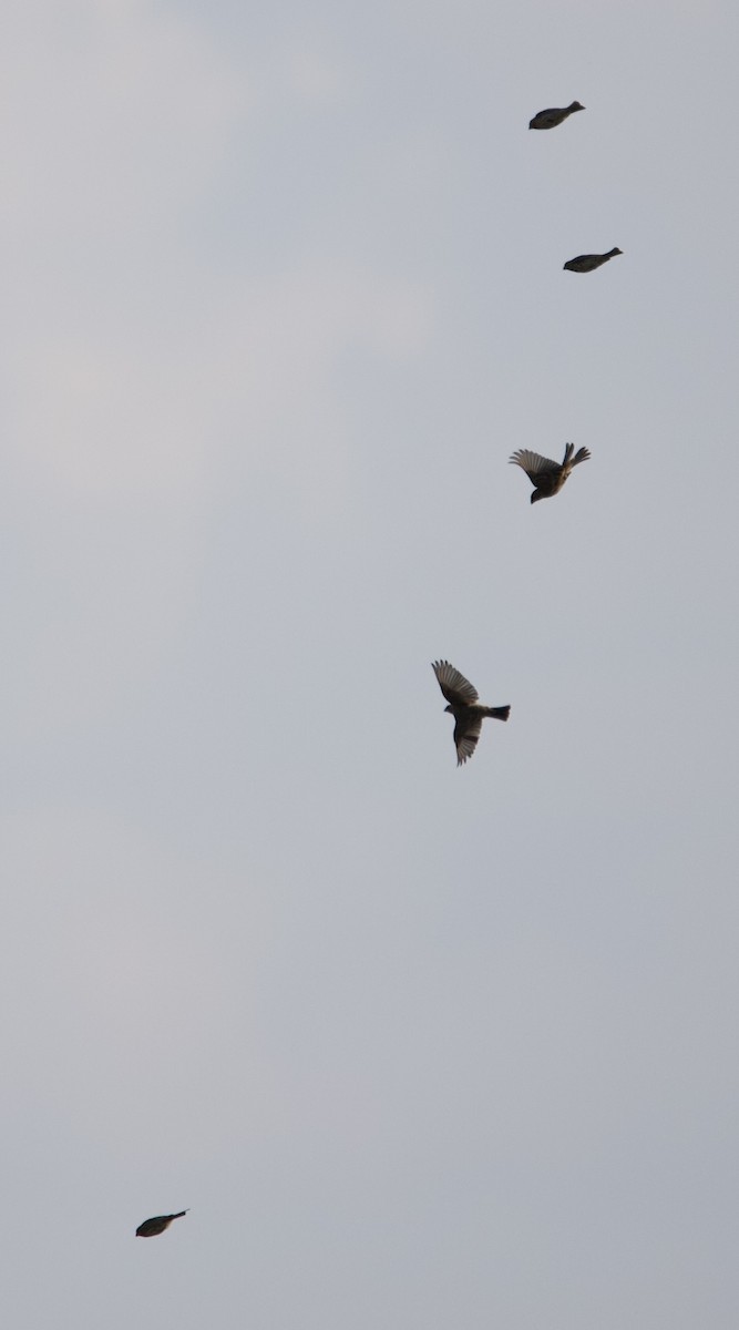 House Finch - ML459683881