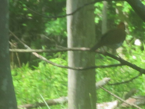 Wood Thrush - ML459683951