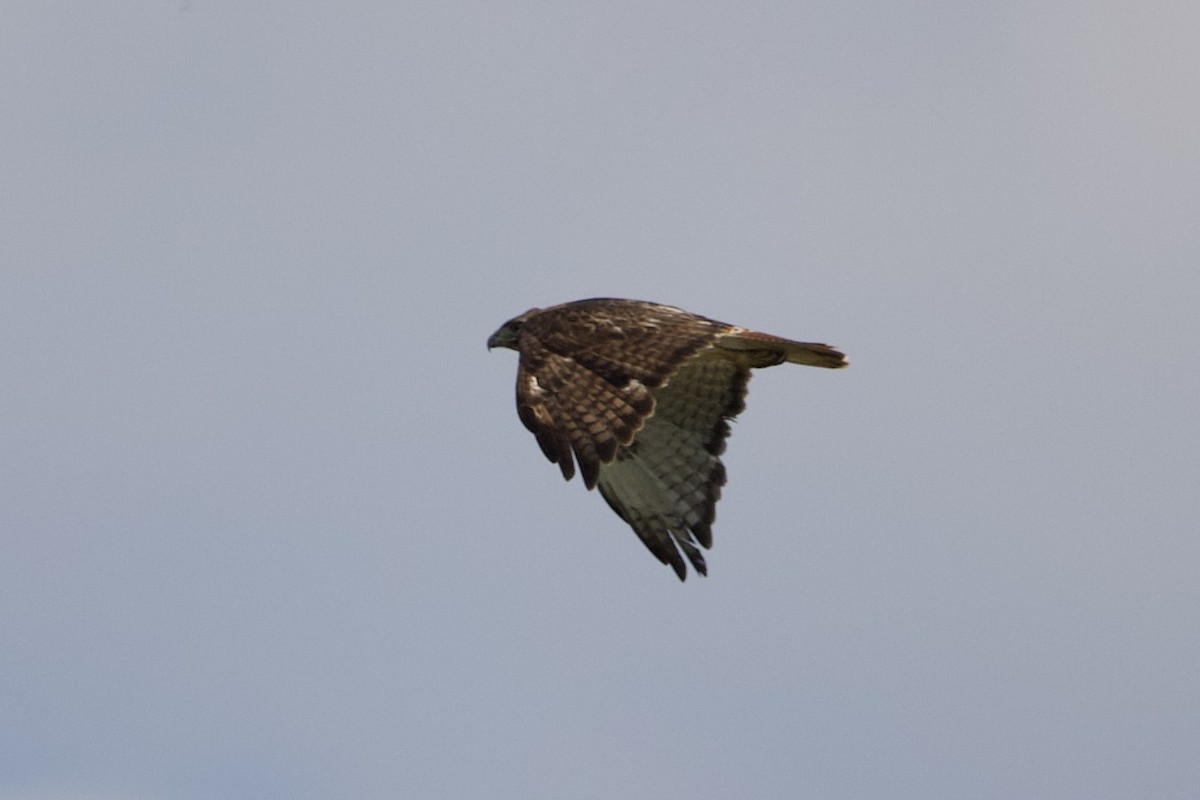 Red-tailed Hawk - ML459684011