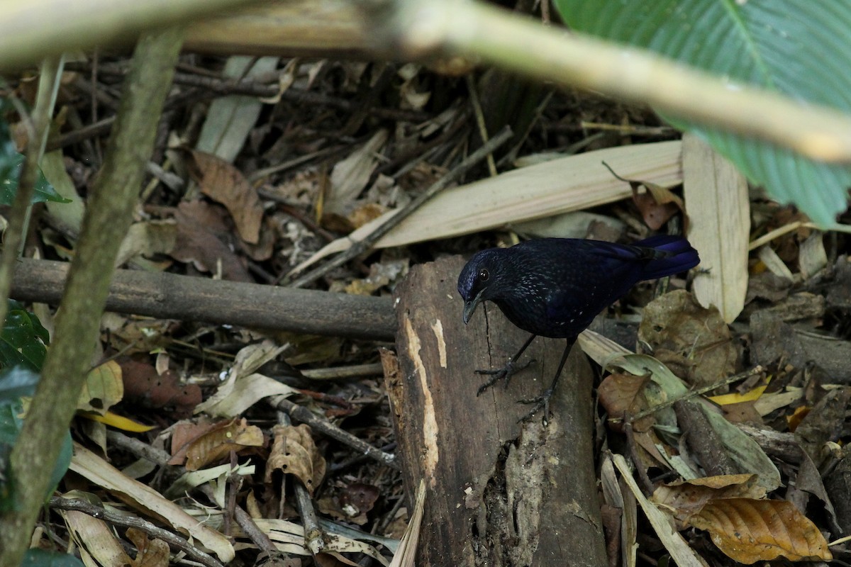 Blue Whistling-Thrush (Black-billed) - ML459684221