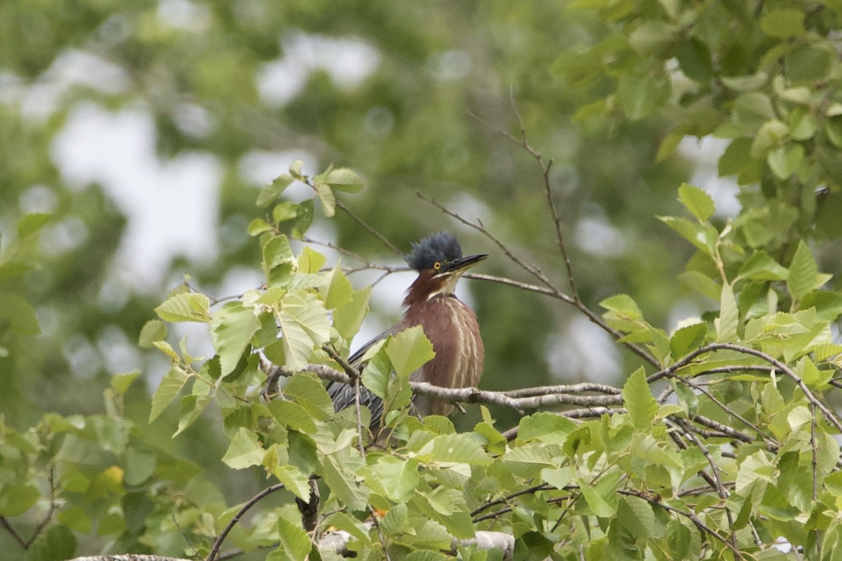 Green Heron - ML459684301