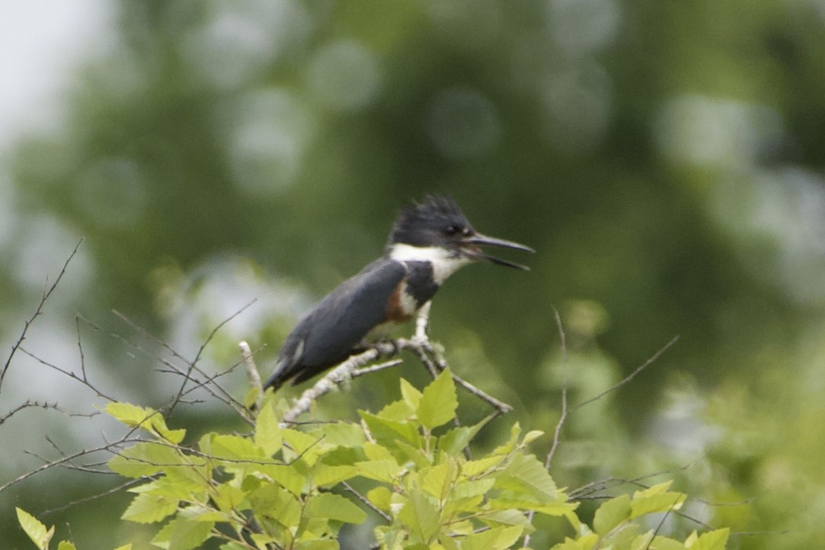 Belted Kingfisher - Adam Prince