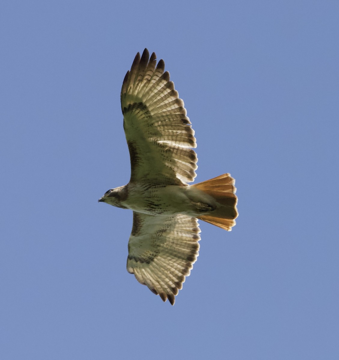 Red-tailed Hawk - ML459684611