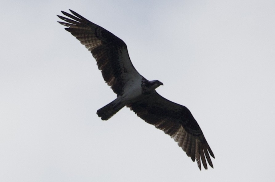 Osprey - ML459684651