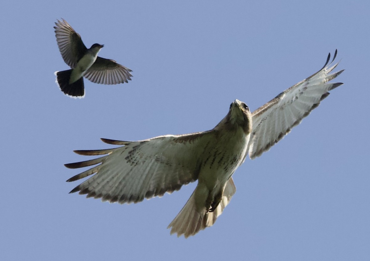 Eastern Kingbird - ML459684721