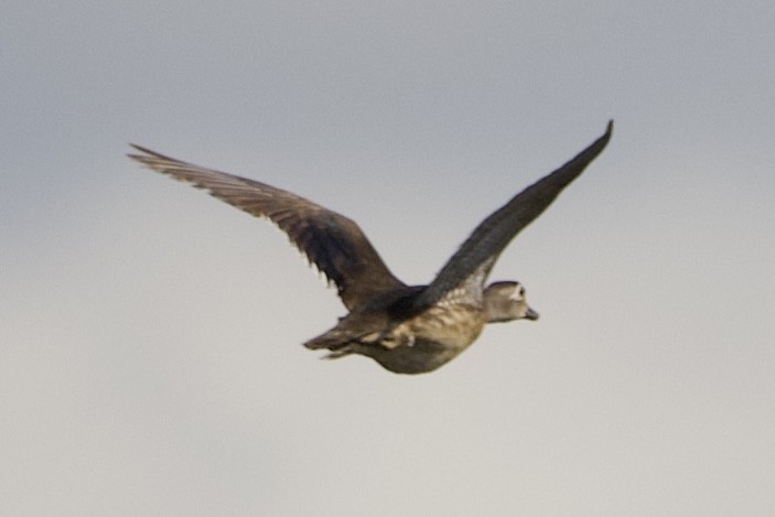 Wood Duck - ML459684871