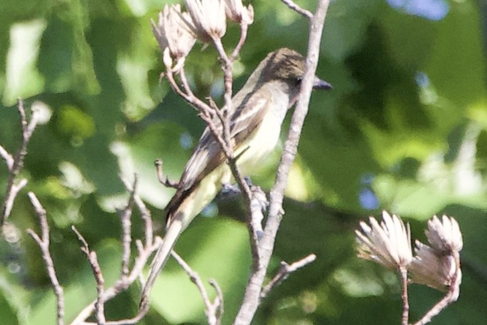 Great Crested Flycatcher - ML459685101